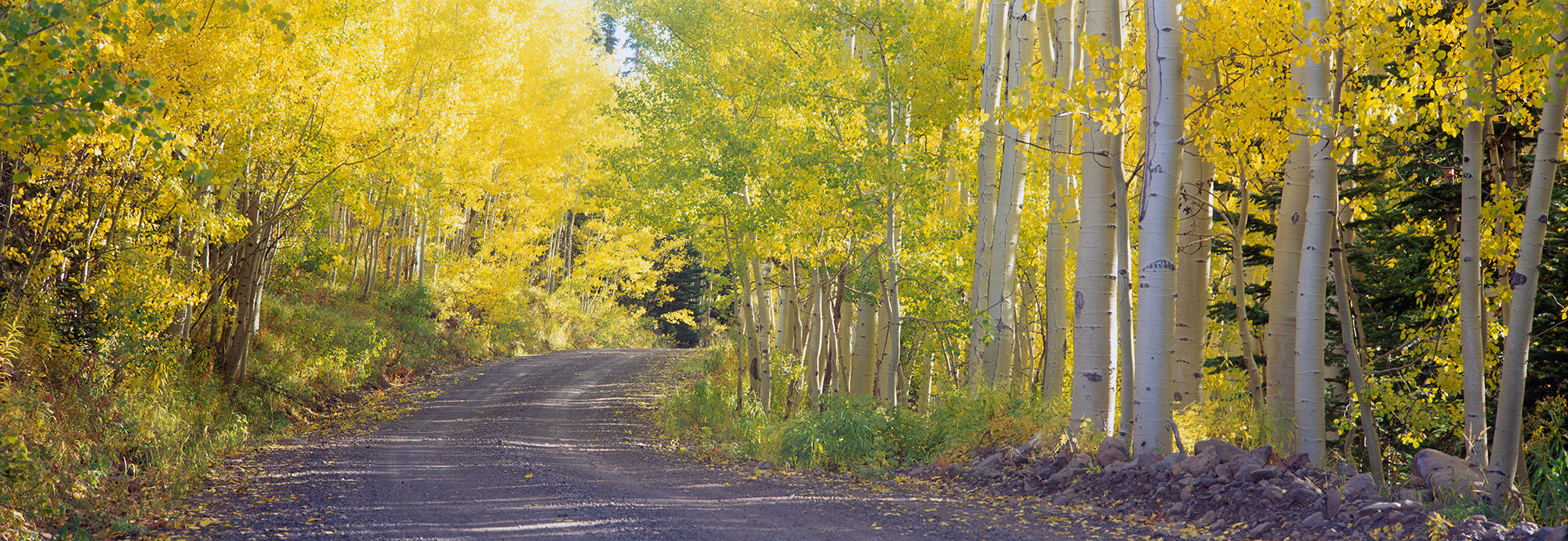 USA, Colorado, Telluride, Road, Autumn Wall Mural