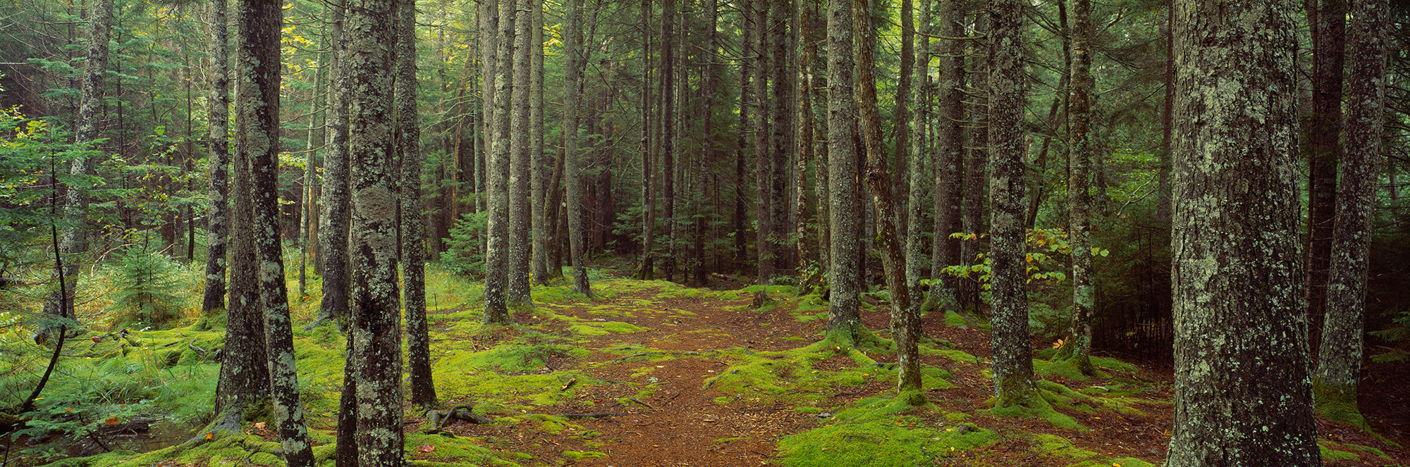 Lush Forest, Acadia National Park, Maine Wall Mural