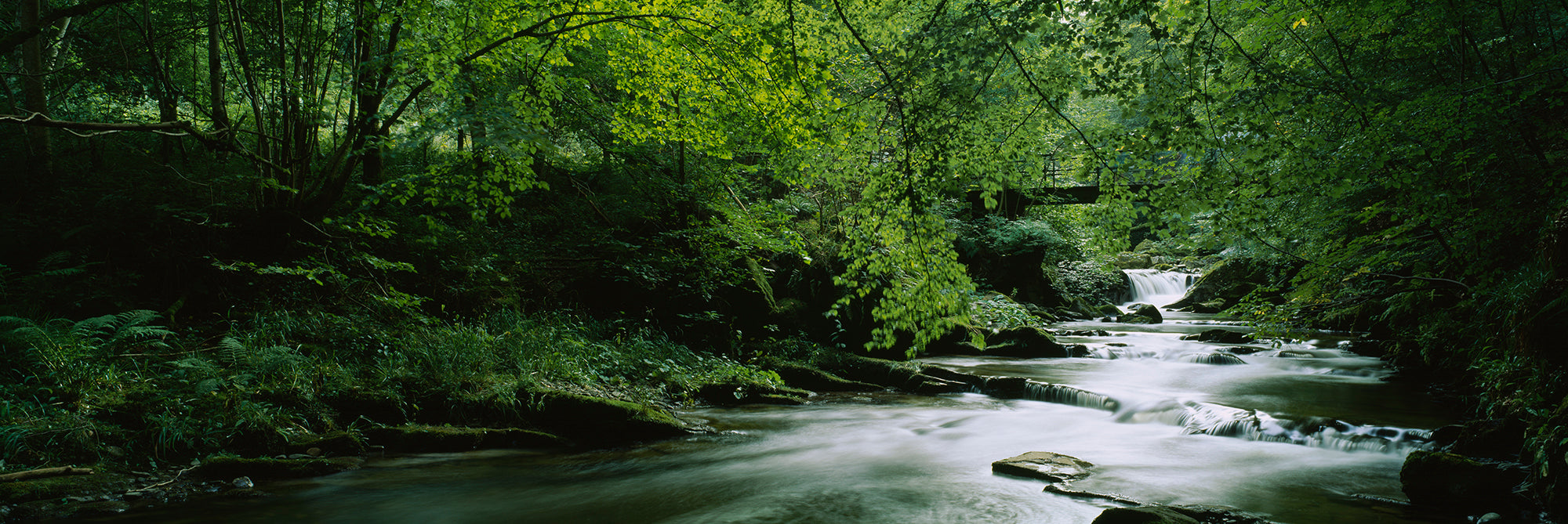 River Flowing In The Forest, Aberfeldy, Perthshire, Scotland Wall Mural