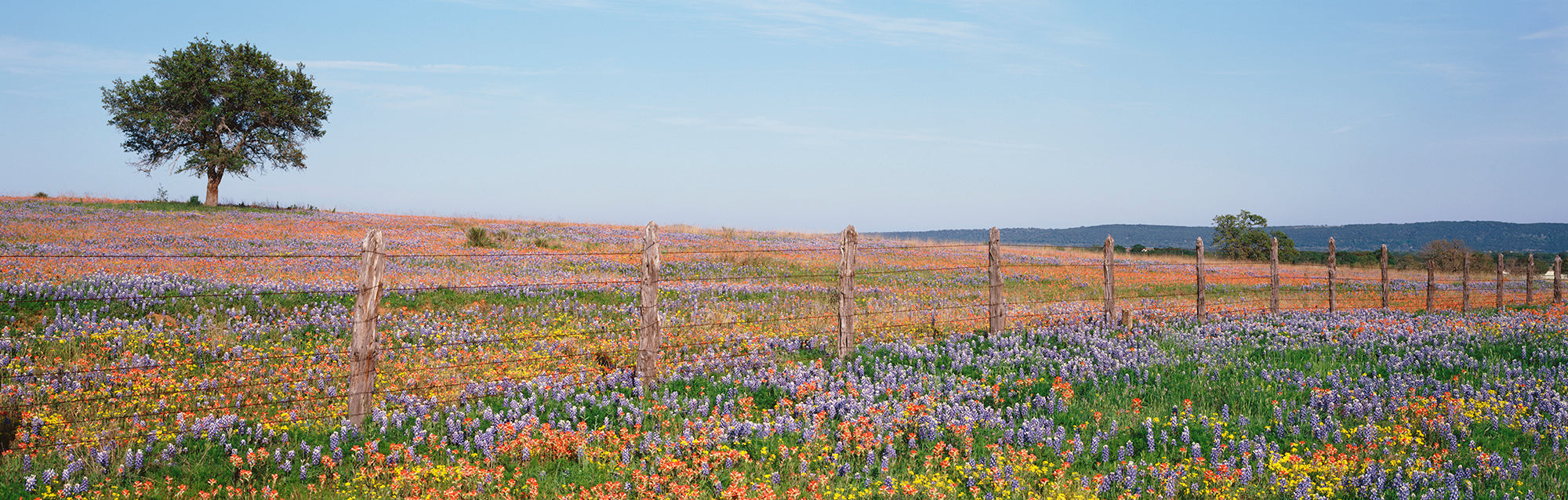 Texas Bluebonnets And Indian Paintbrushes In A Field, Texas Hill Country, Texas, USA Wall Mural