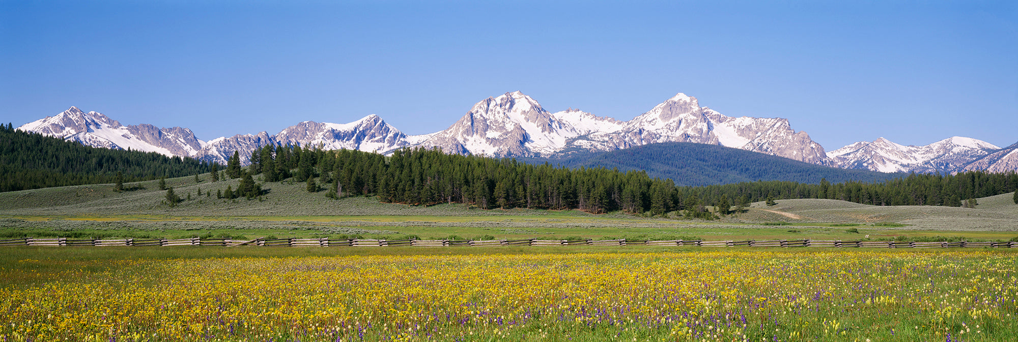 Flowers In A Field With A Mountain In The Background, Sawtooth Mountains, Sawtooth National Recreation Area, Stanley, Idaho, USA Wall Mural