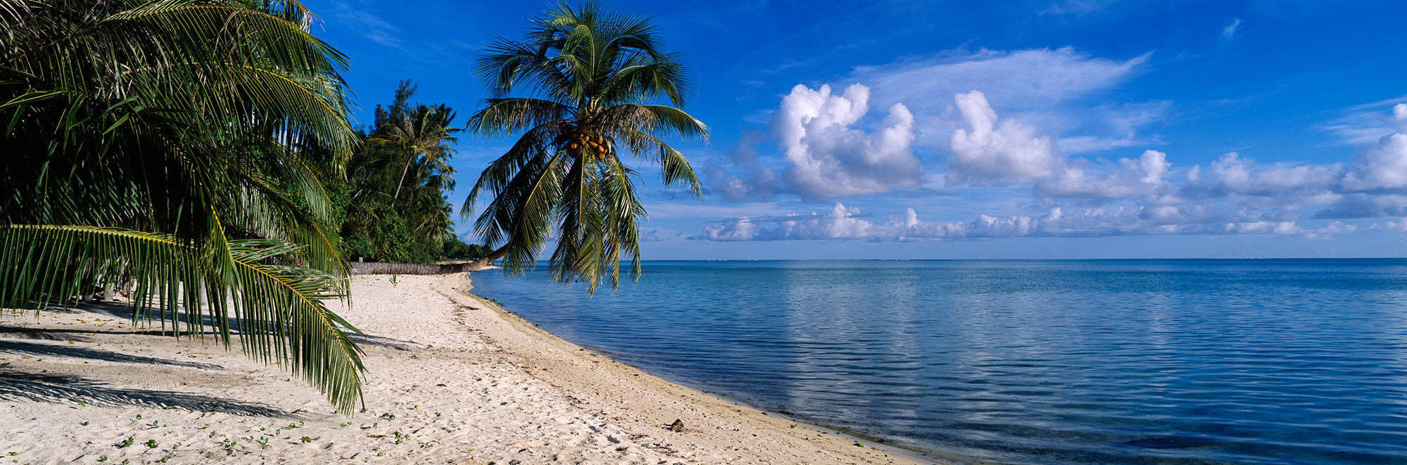 Palm Trees On The Beach, Matira Beach, Bora Bora, French Polynesia Wall Mural