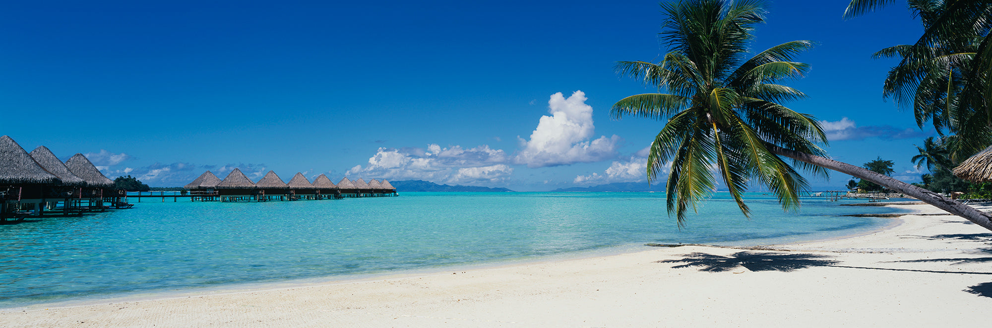 Palm Tree On The Beach, Moana Beach, Bora Bora, Tahiti, French Polynesia Wall Mural