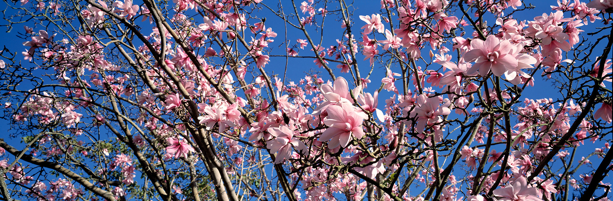 Magnolias, Golden Gate Park, San Francisco, California, USA Wall Mural