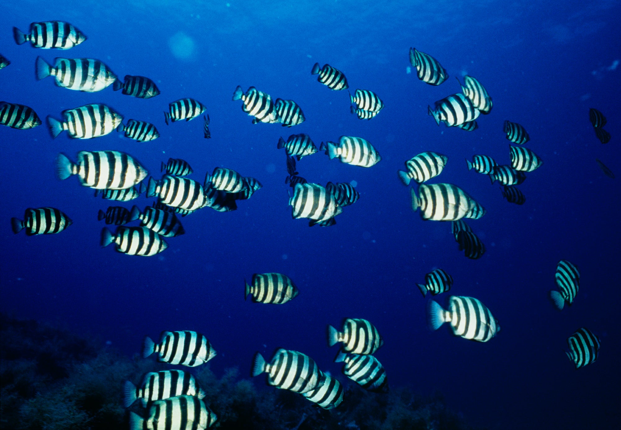 School Of Fish Underwater, Sado, Niigata Prefecture, Japan Wall Mural