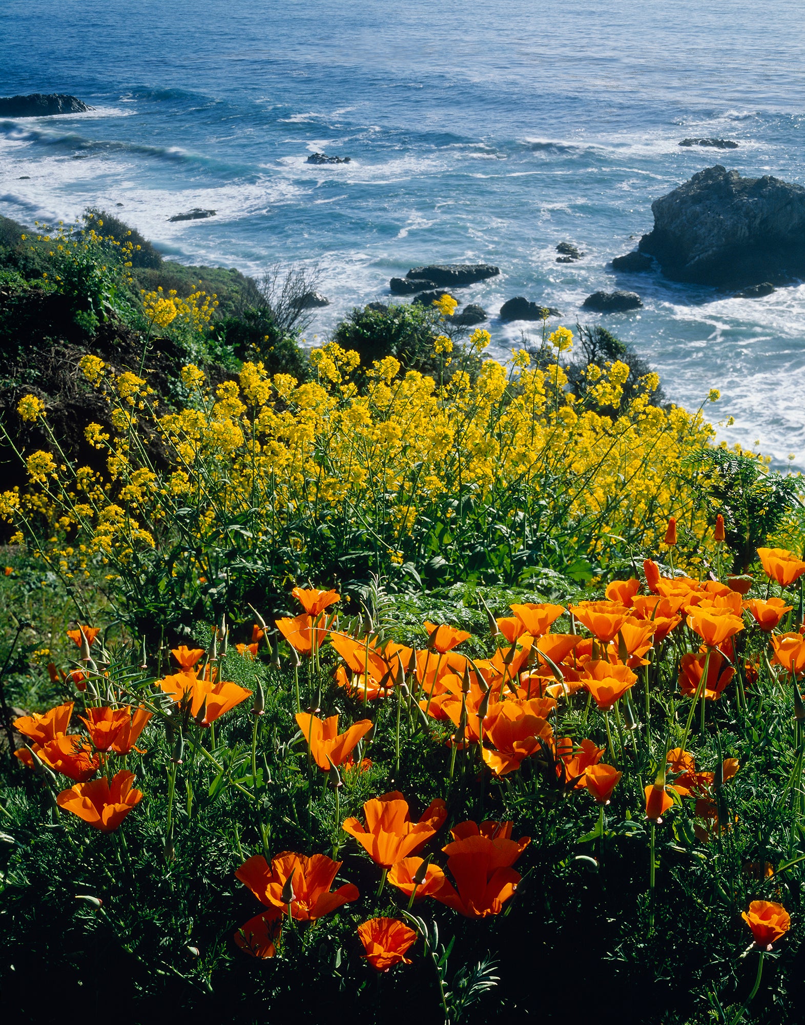 Poppies Along Coast CA USA Wall Mural