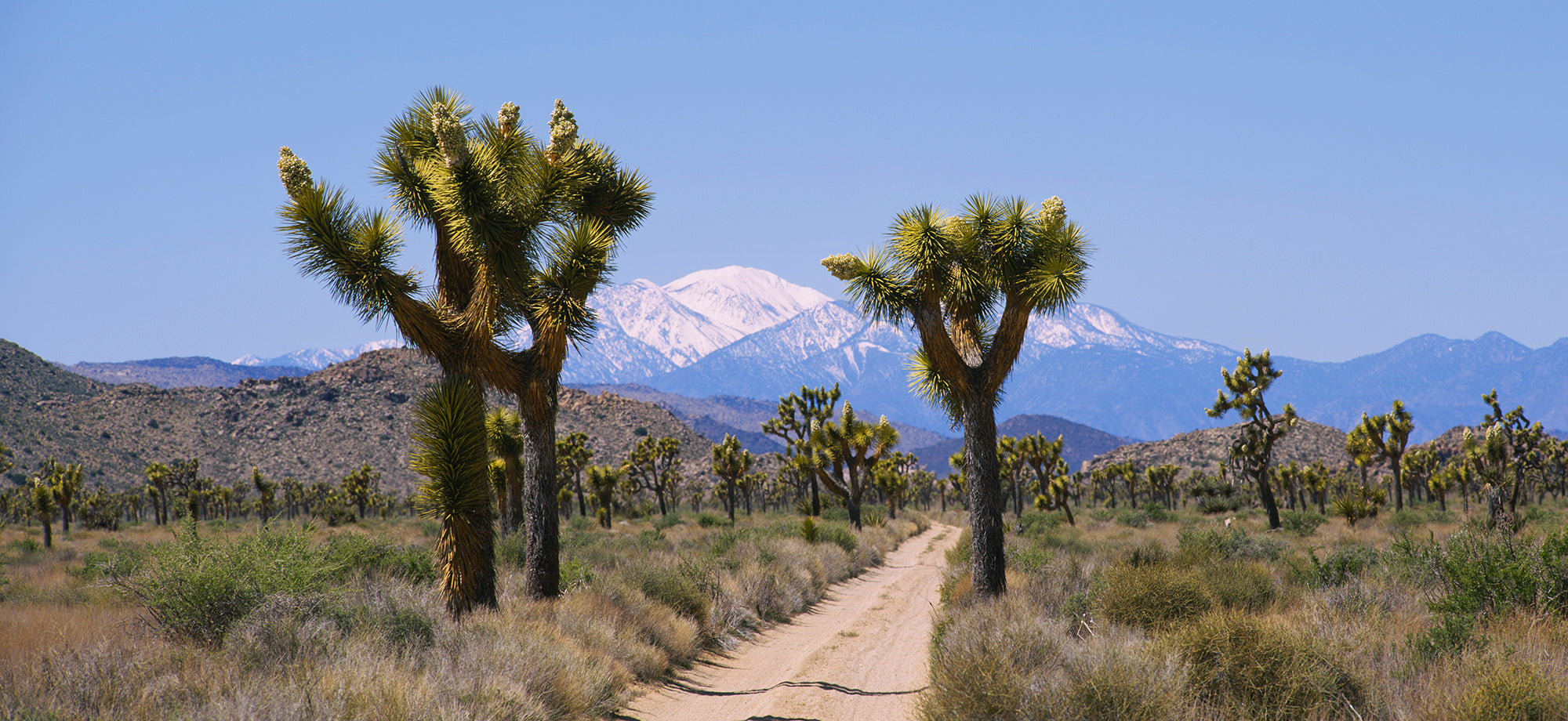 Dirt Road Passing Through A Landscape, Queen Valley, Joshua Tree National Monument, California, USA Wall Mural
