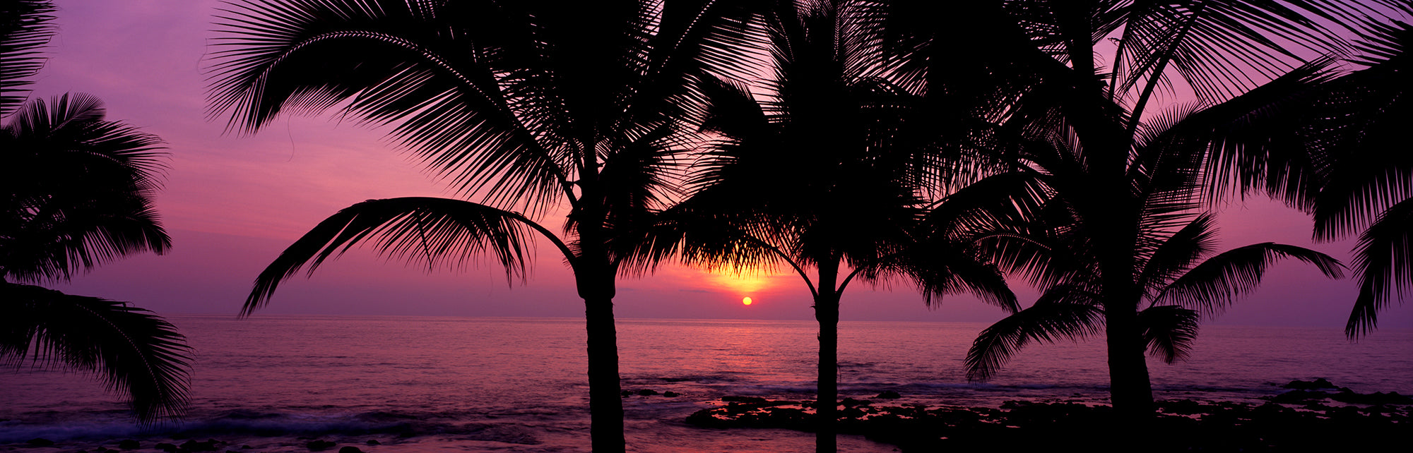 Silhouette Of Palm Trees At Dusk, Kailua Kona, Big Island, Hawaii, USA Wall Mural
