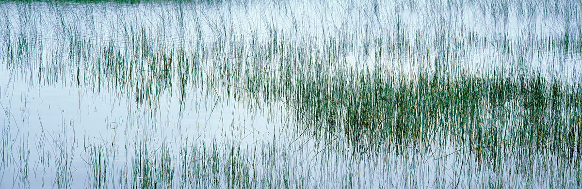 Reed Filled Pond, Isle Of Mull, Scotland, United Kingdom Wall Mural