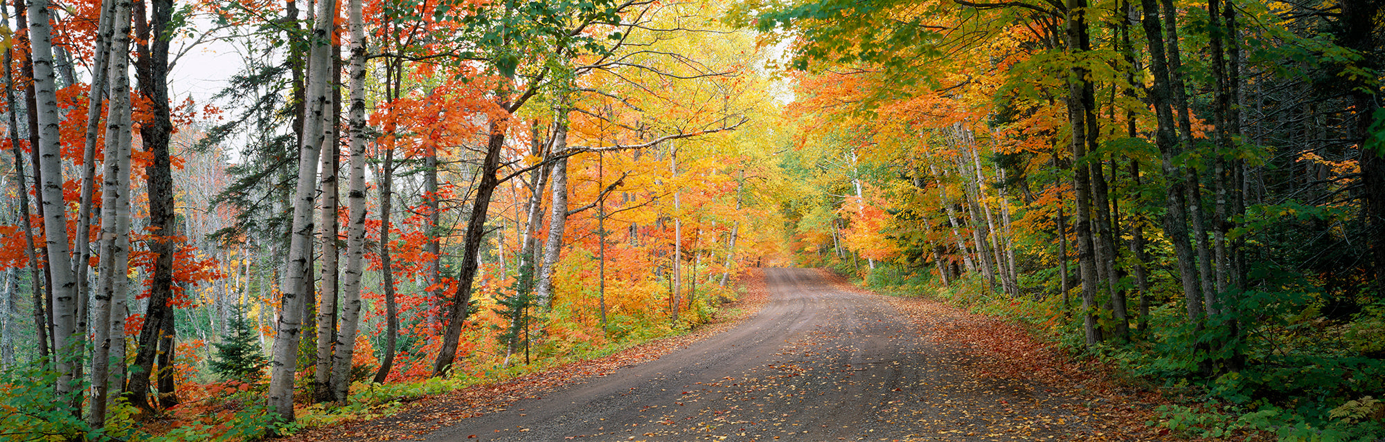 Road Passing Through A Forest, Keweenaw County, Keweenaw Peninsula, Michigan, USA Wall Mural