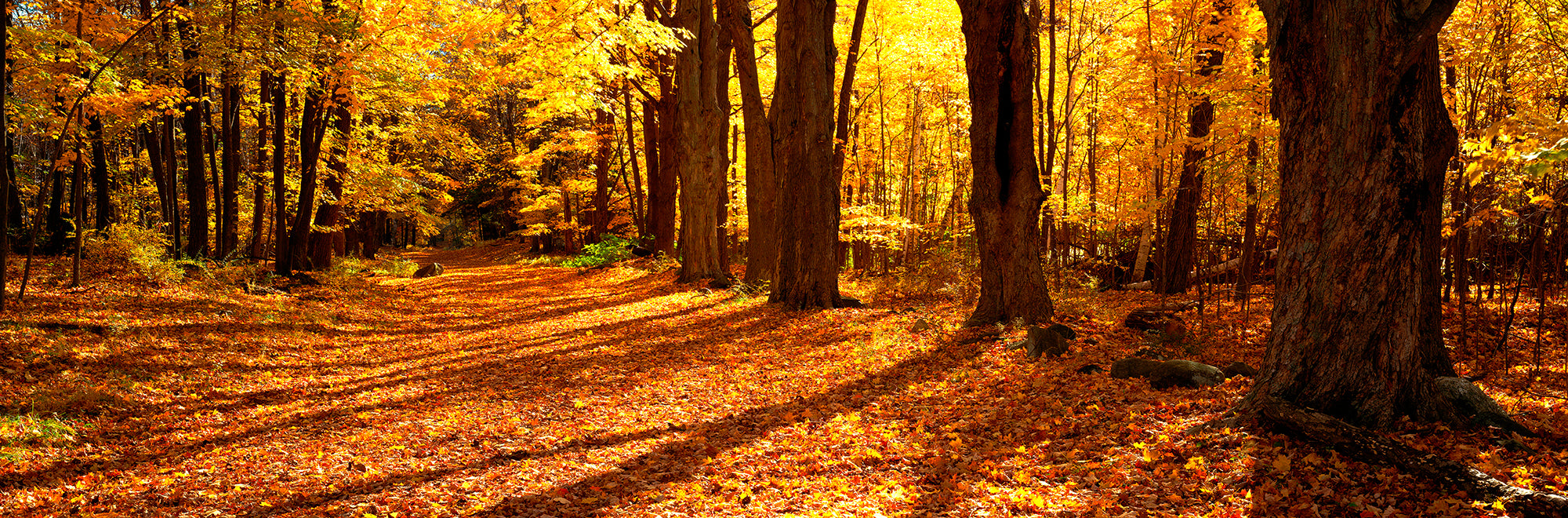 Tree Lined Road, Massachusetts, USA Wall Mural