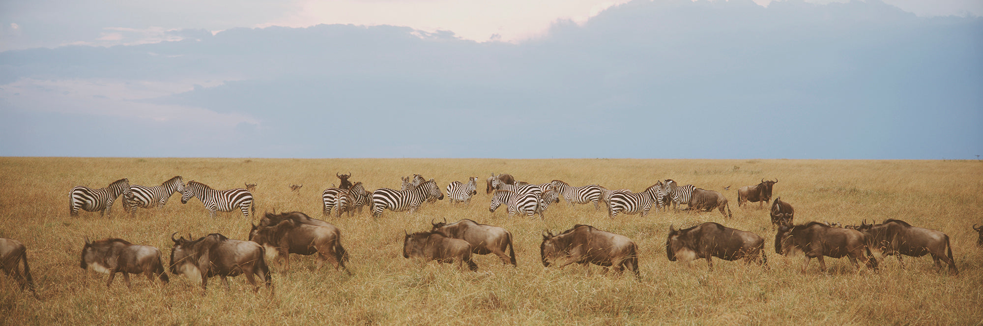 Wildebeests And Zebras, Maasai Mara, Kenya, Africa Wall Mural