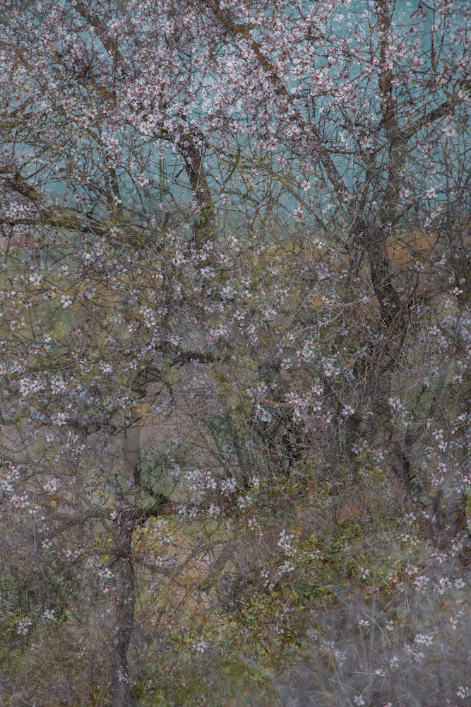 Almond Grove I Wall Mural