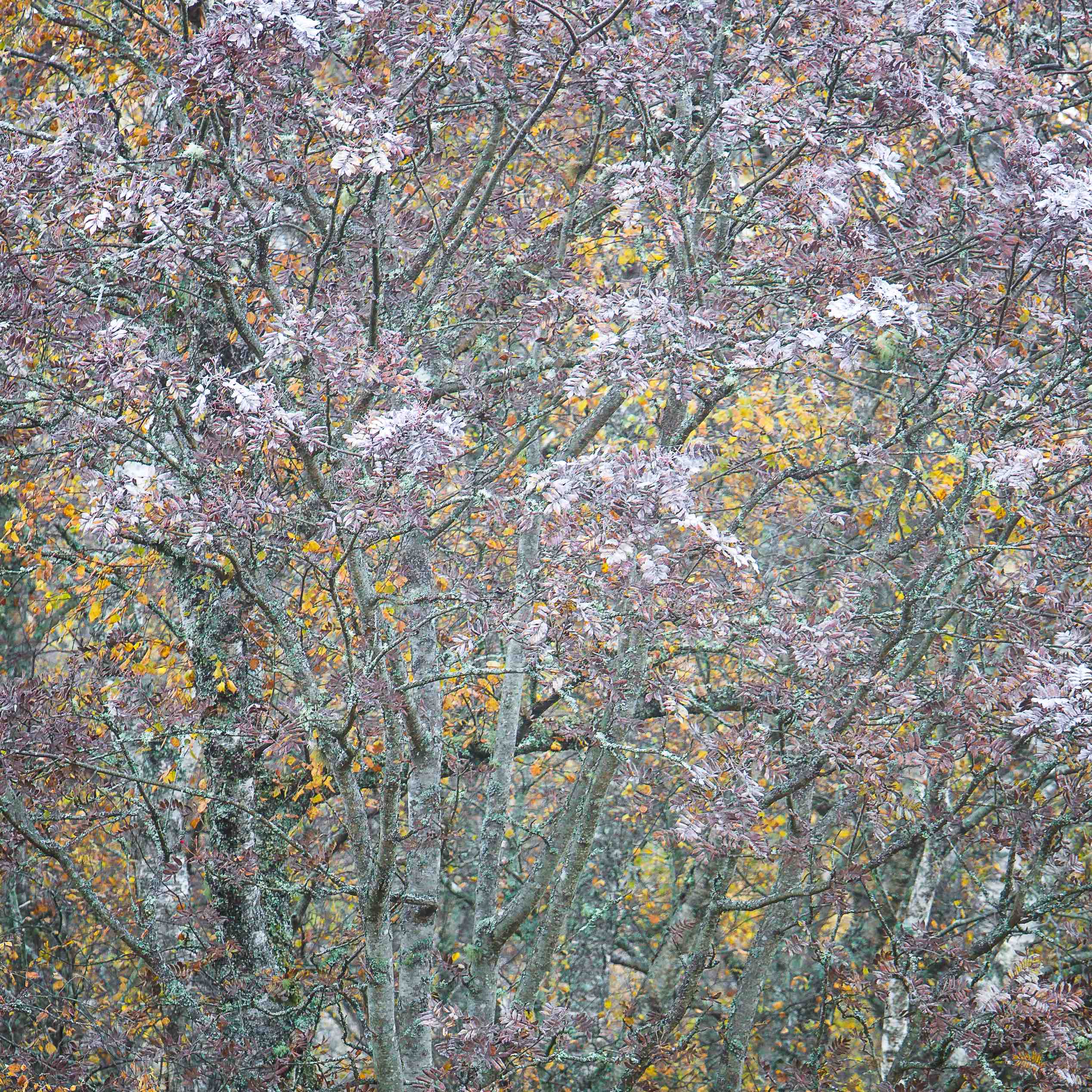 Rowan Tapestry Wall Mural