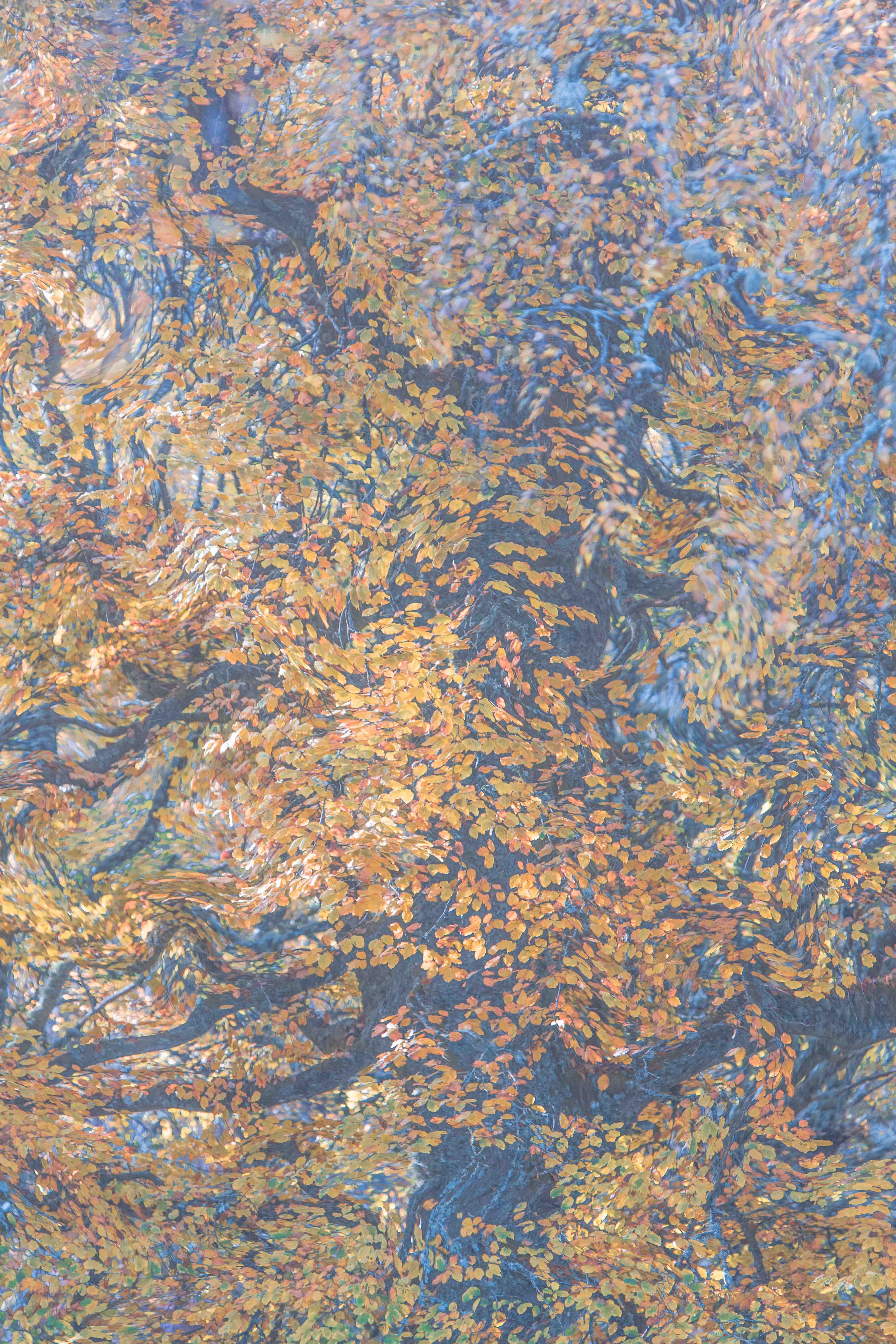 Monet's Oak Wall Mural