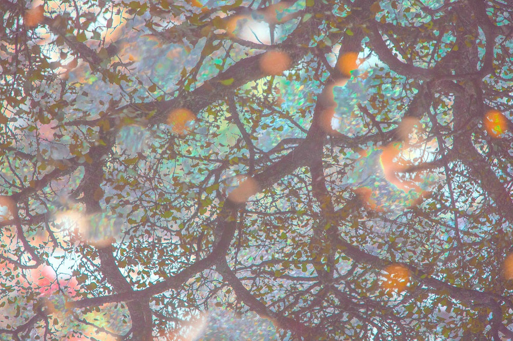 Sakura Light II Wall Mural