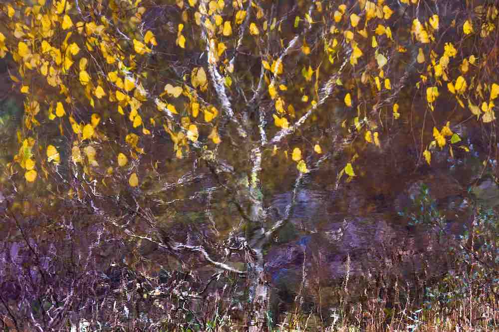 Golden Shower Wall Mural