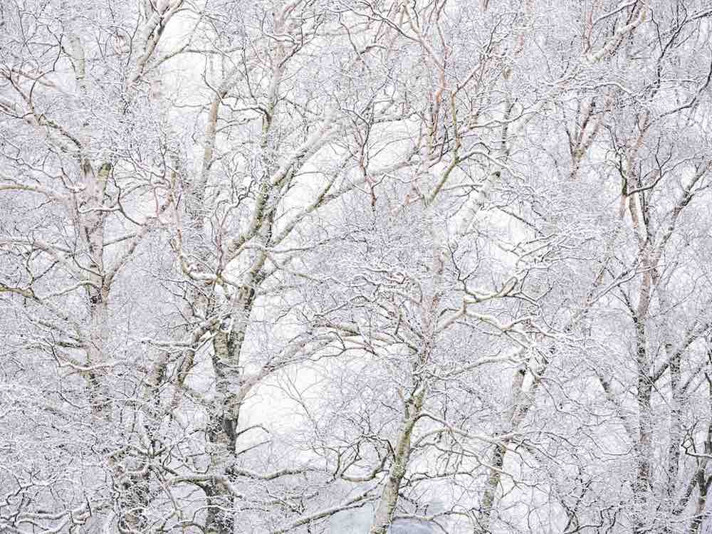 Winter Hush II Wall Mural