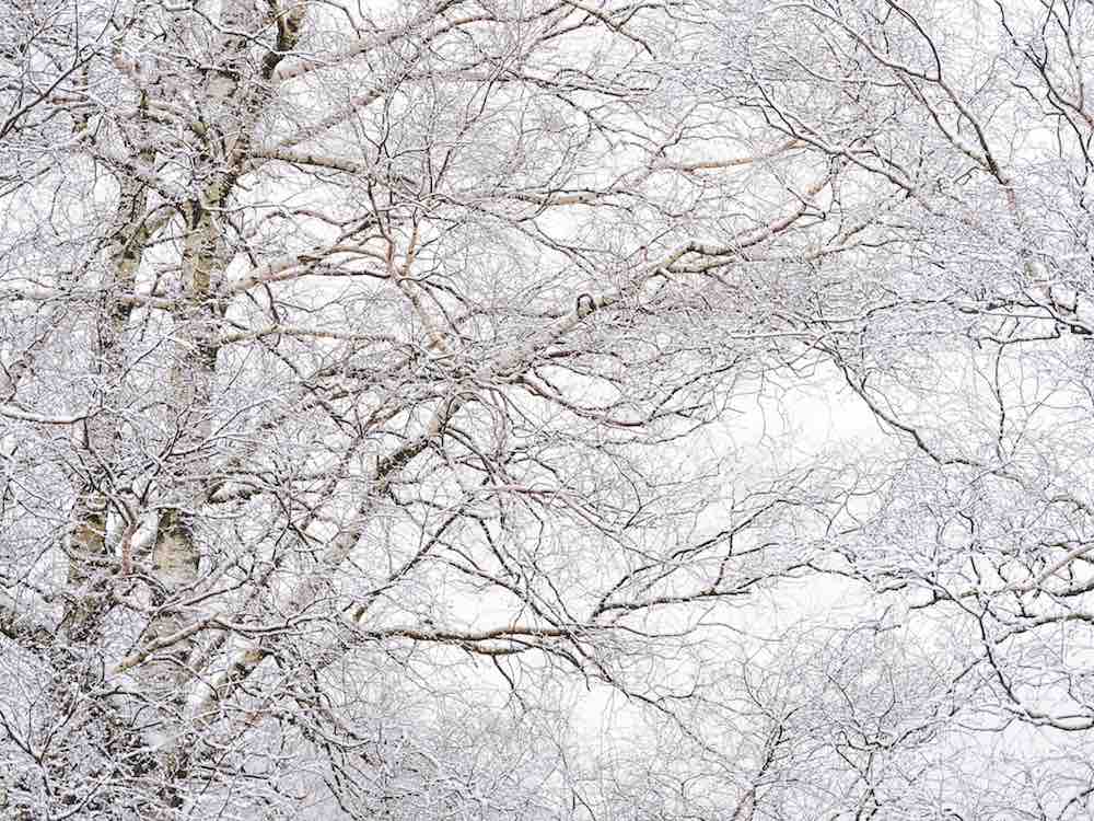 Winter Hush III Wall Mural