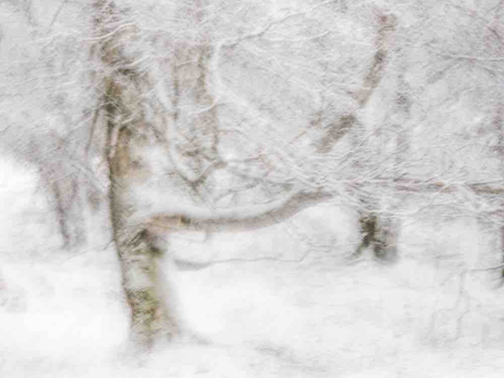 Winter's Whisper II Wall Mural