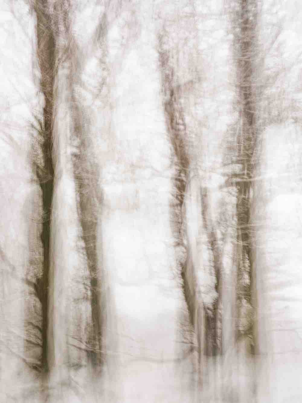 Winter Hush IV Wall Mural