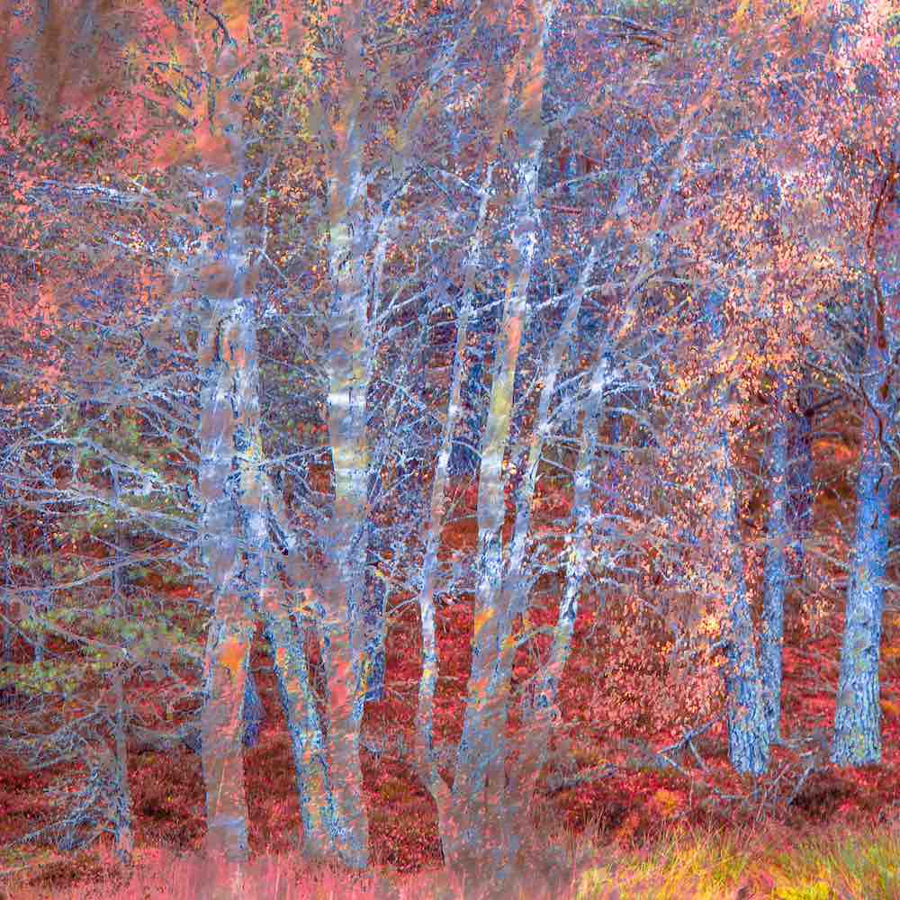 The Fire Forest Wall Mural