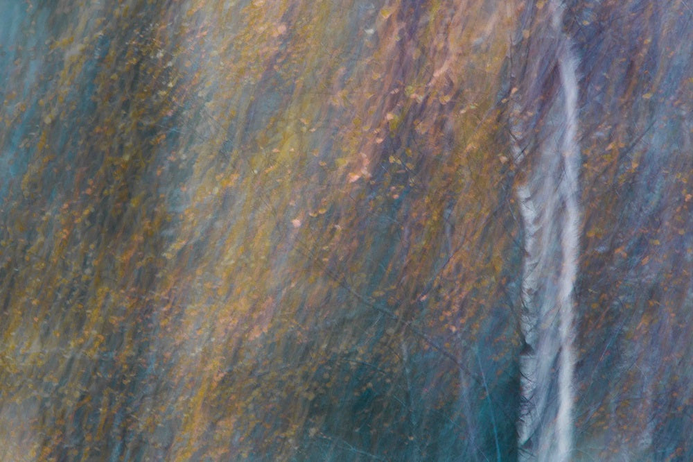 Silence of the Fall Wall Mural