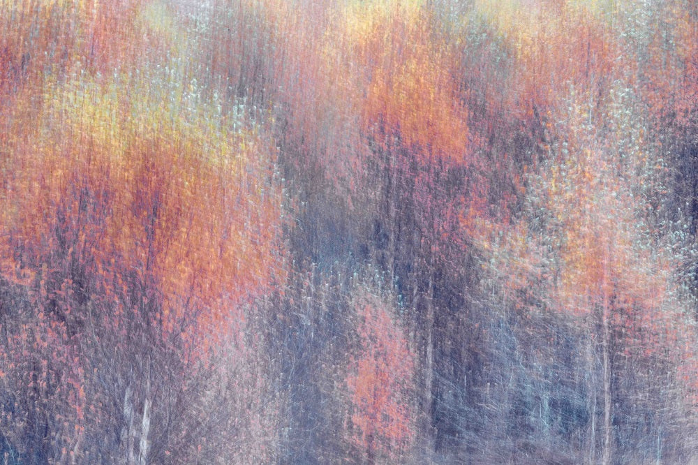 Frosted Fall Wall Mural