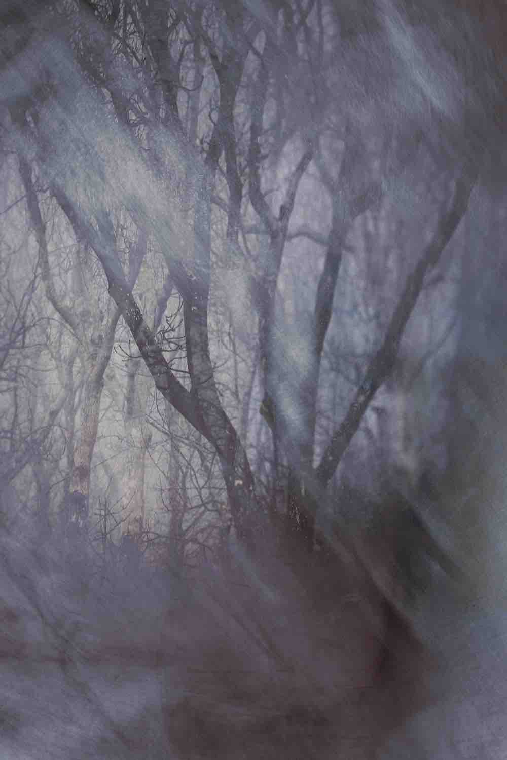 Woodland Dreams Wall Mural