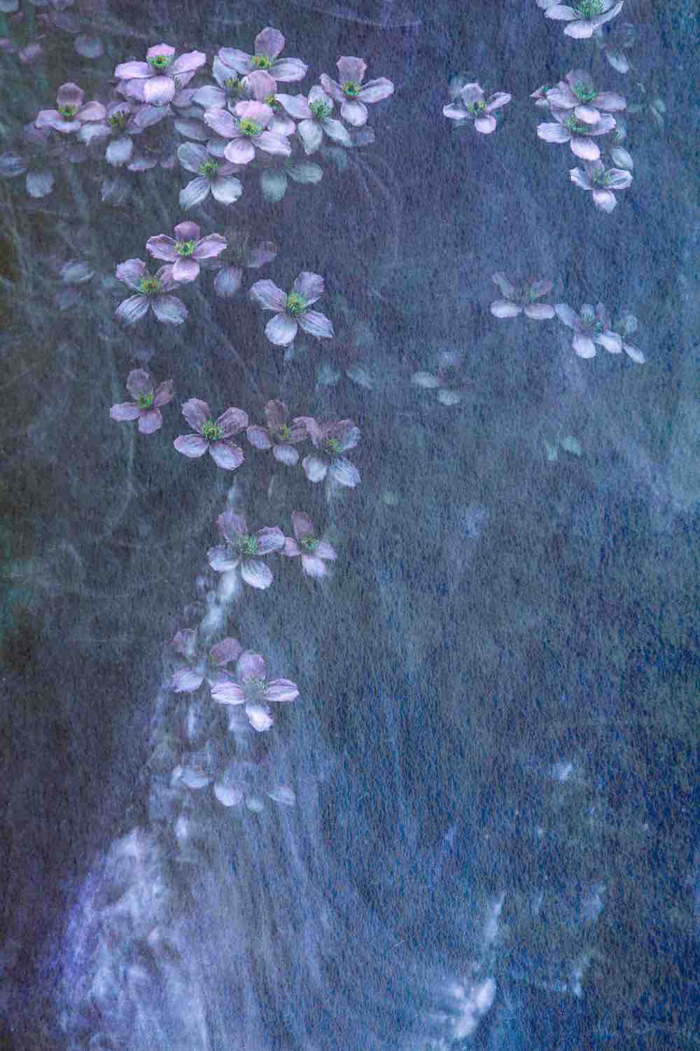 Clematis Cascade Wall Mural