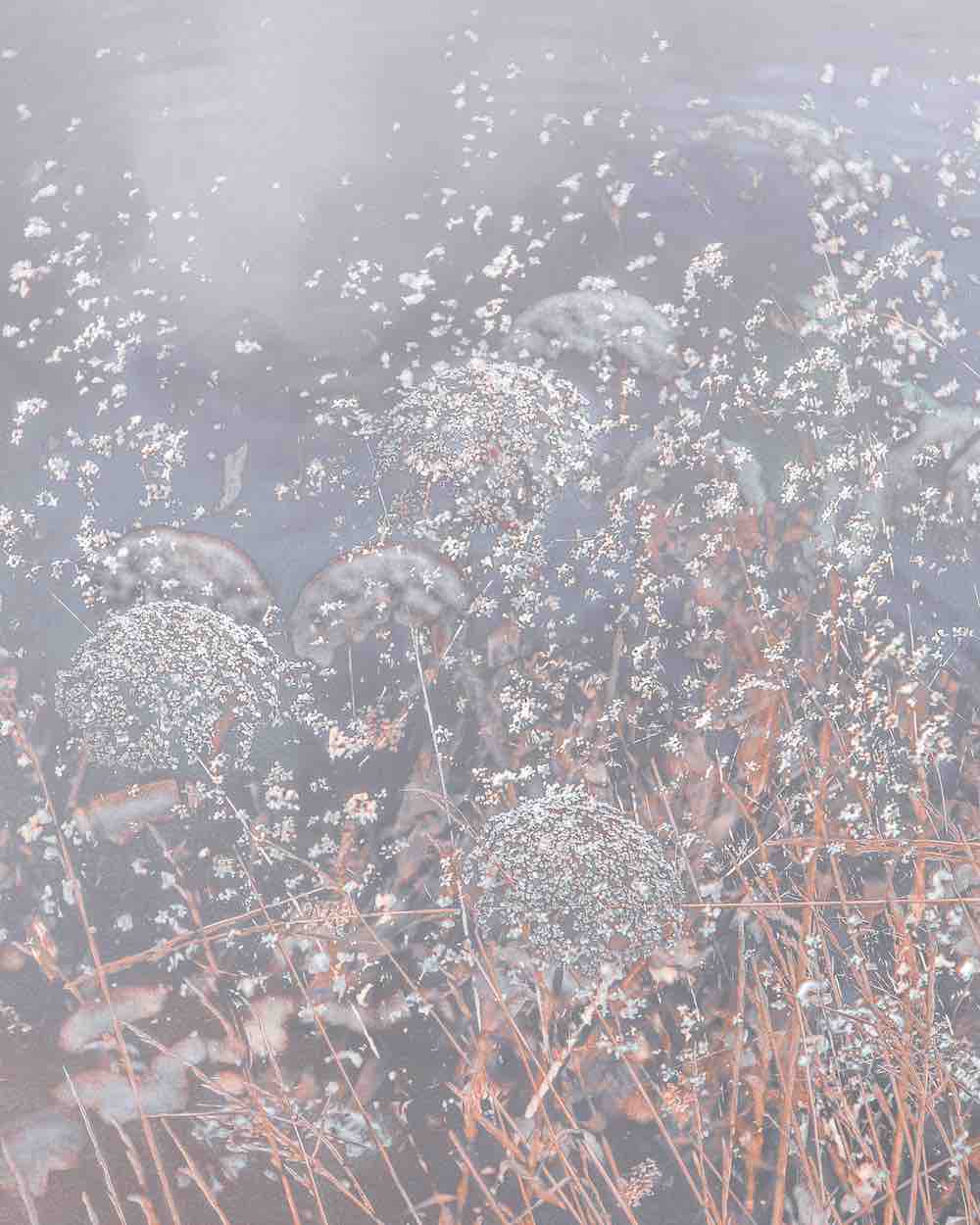 Meadow Dream Wall Mural