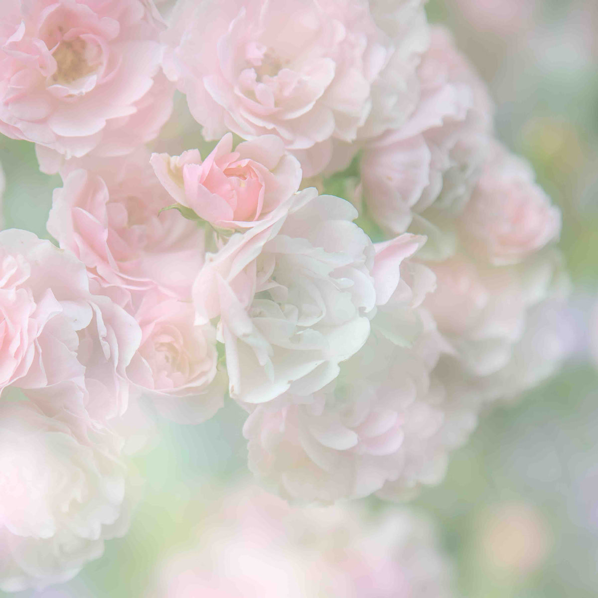 English Rose I Wall Mural