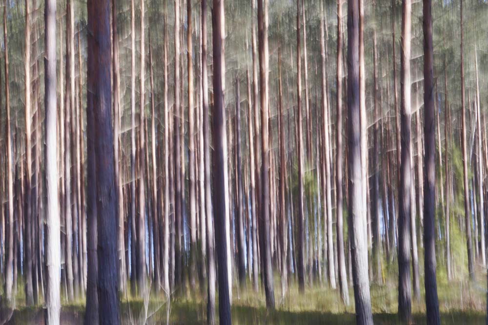 Spring Light I Wall Mural