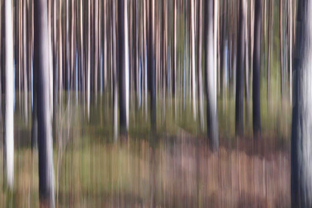 Spring Light II Wall Mural