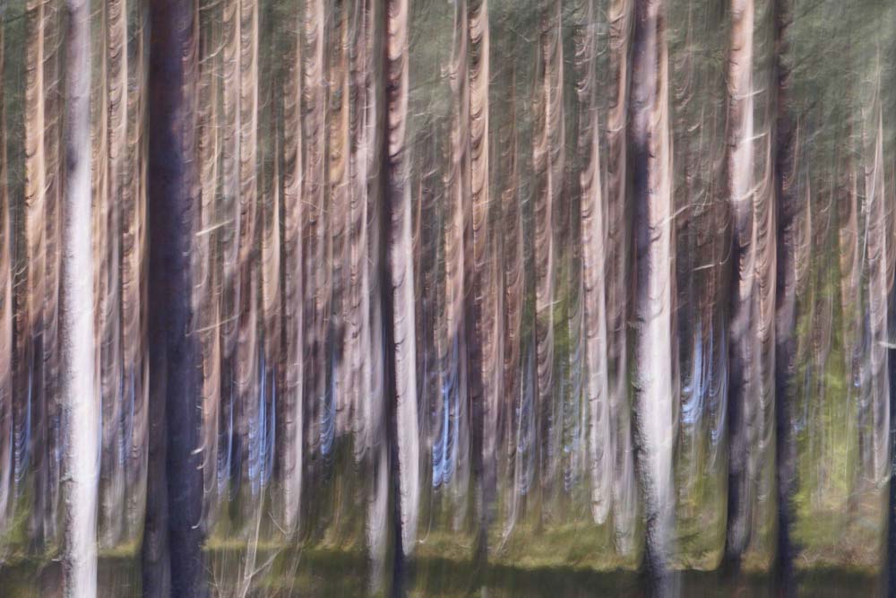 Spring Light III Wall Mural