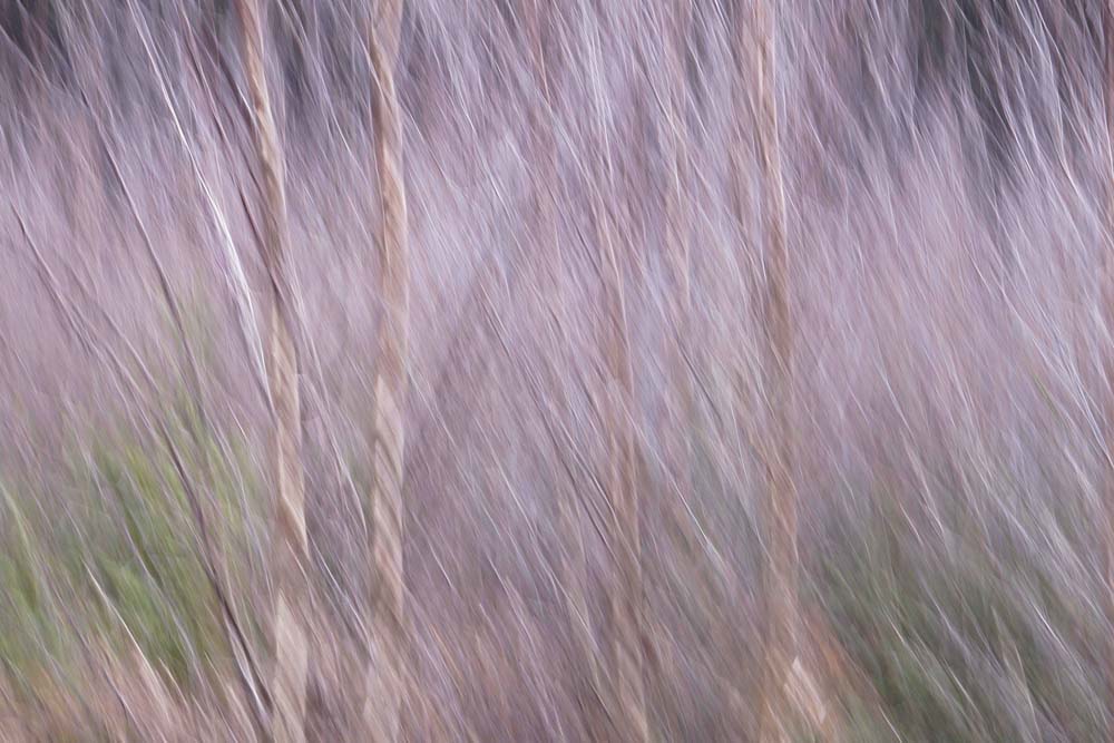 Spring Rustle Wall Mural