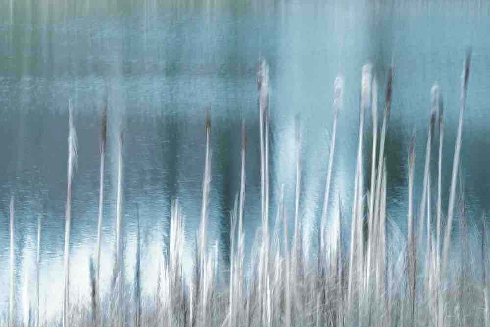 Rustling Light Wall Mural