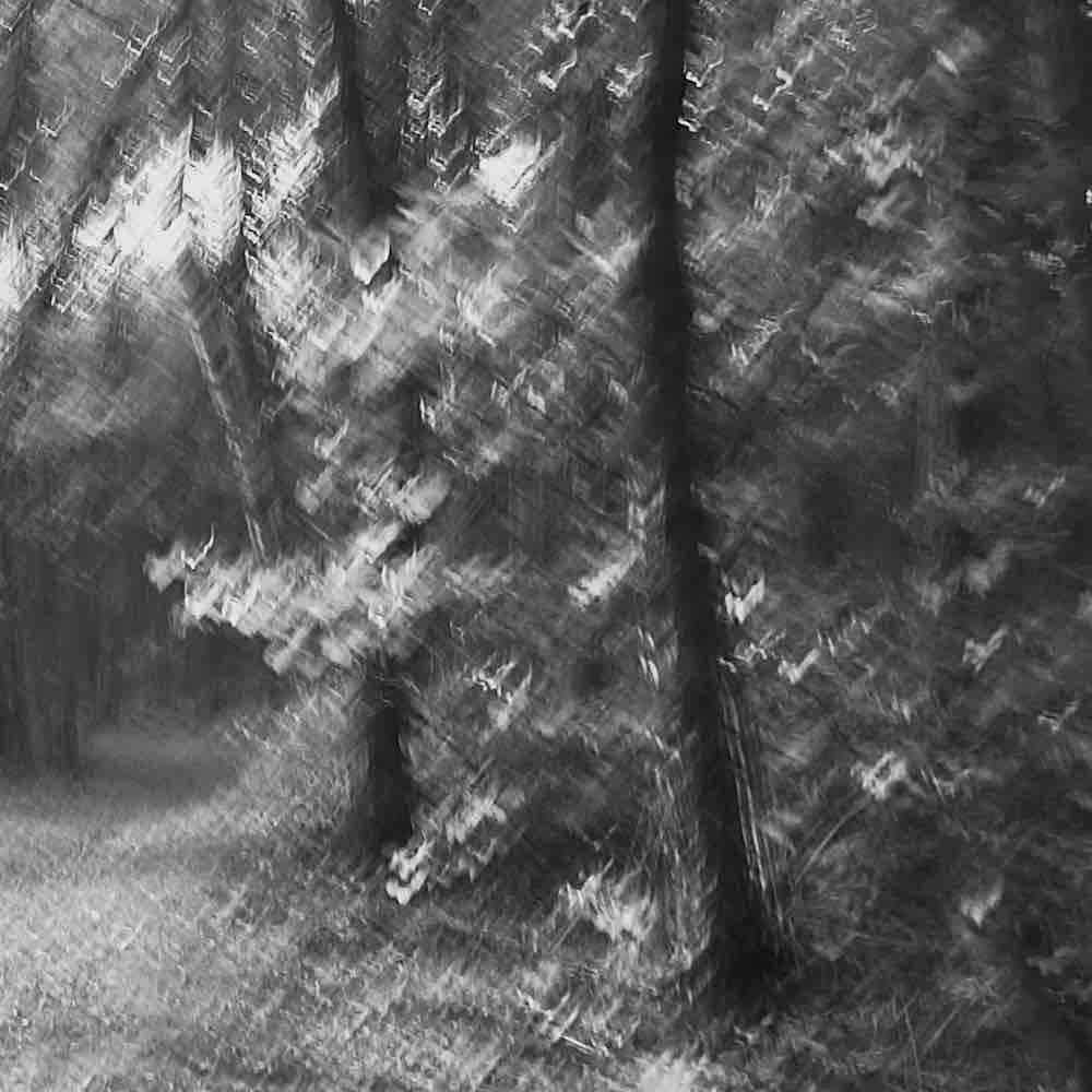 Rustling Leaves Wall Mural