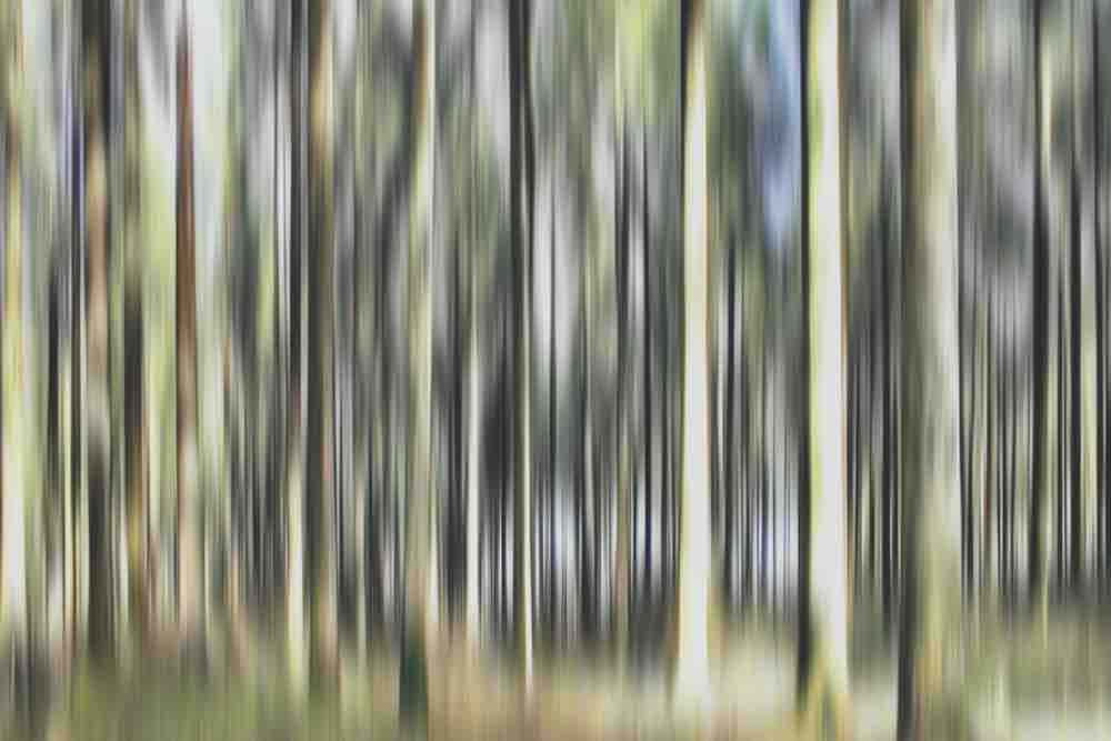 Laughing Pine Trees Wall Mural