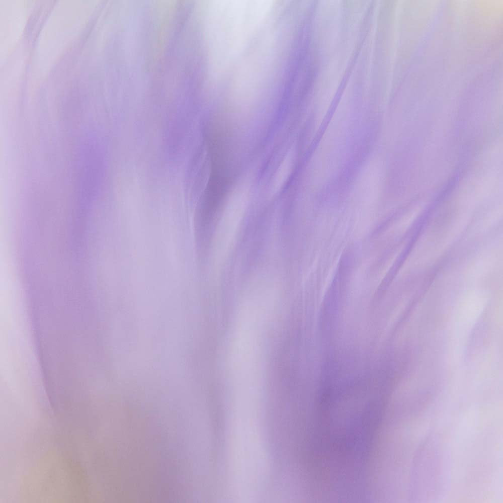 Lavender Fusion Wall Mural