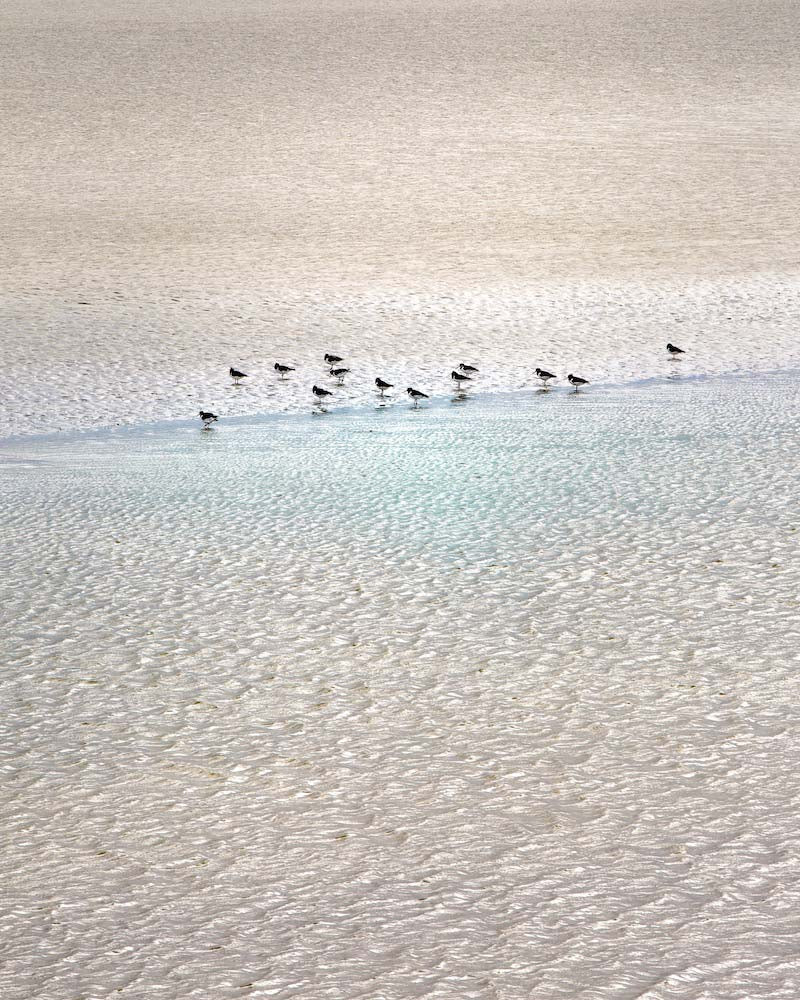 Sandpipers in Summer Wall Mural