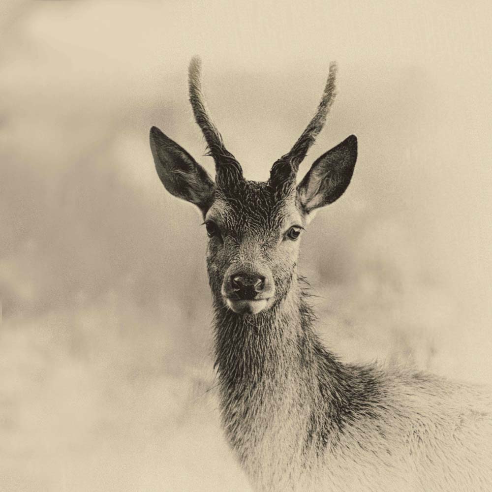 Young Buck Wall Mural