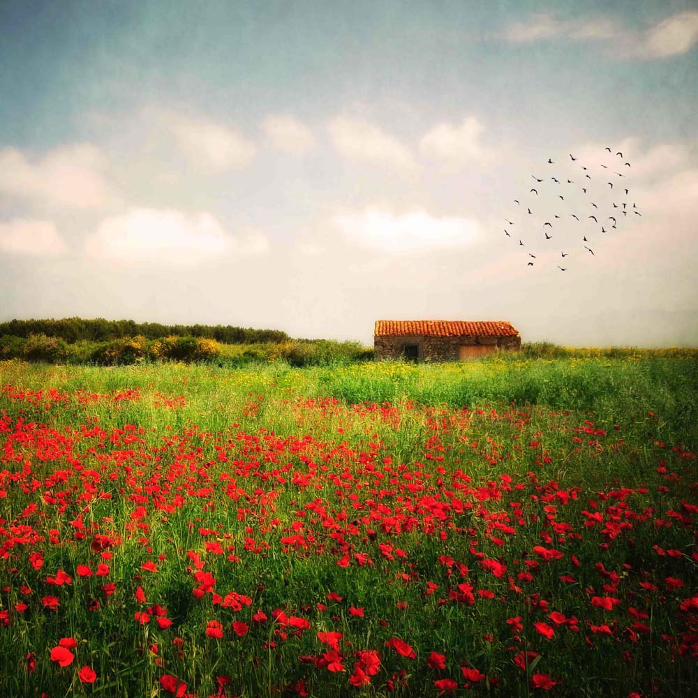 Red Field Wall Mural