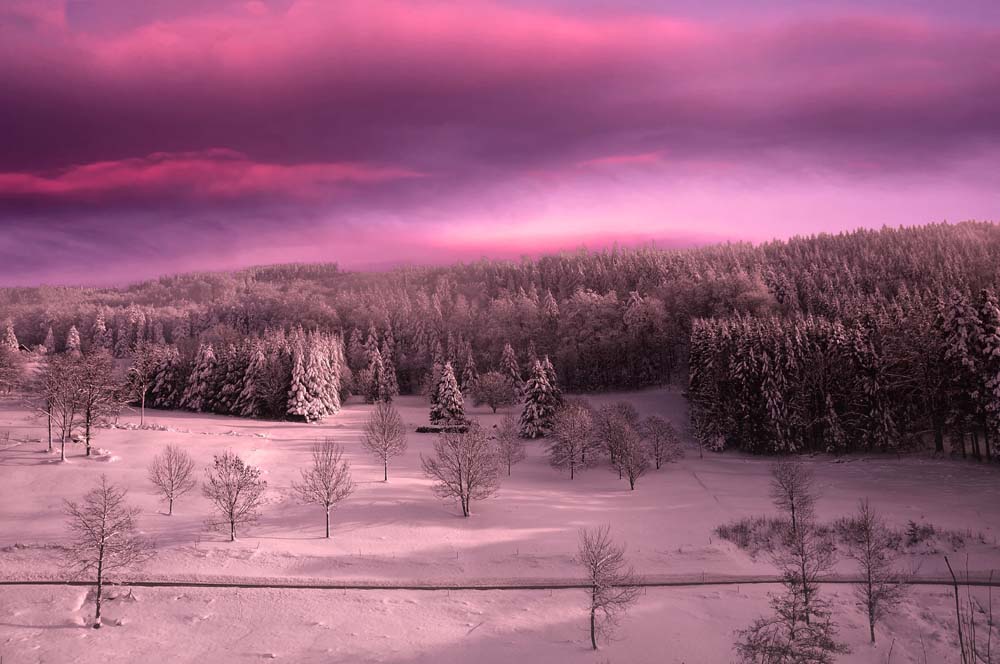 Rose Time Wall Mural