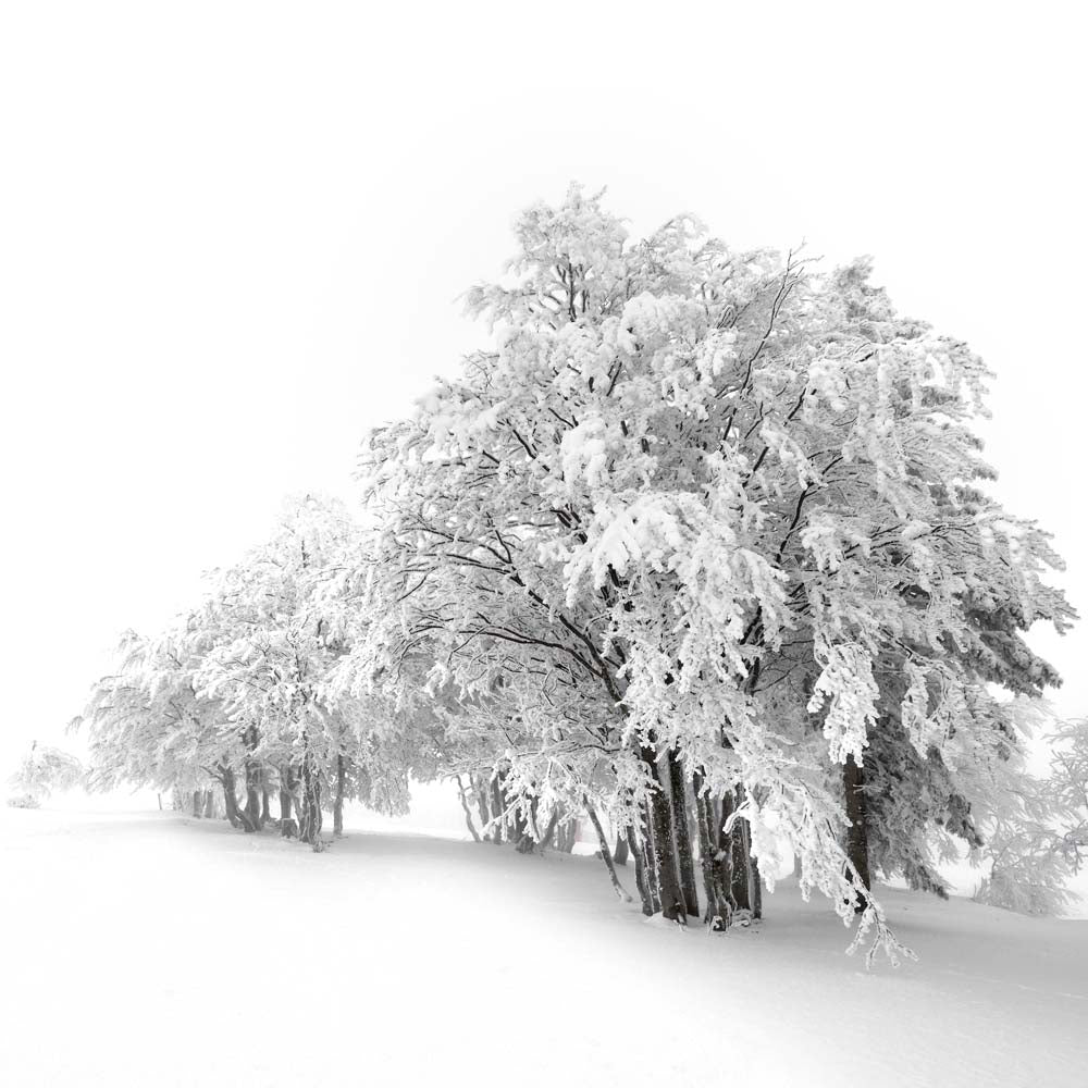 White Trees Wall Mural