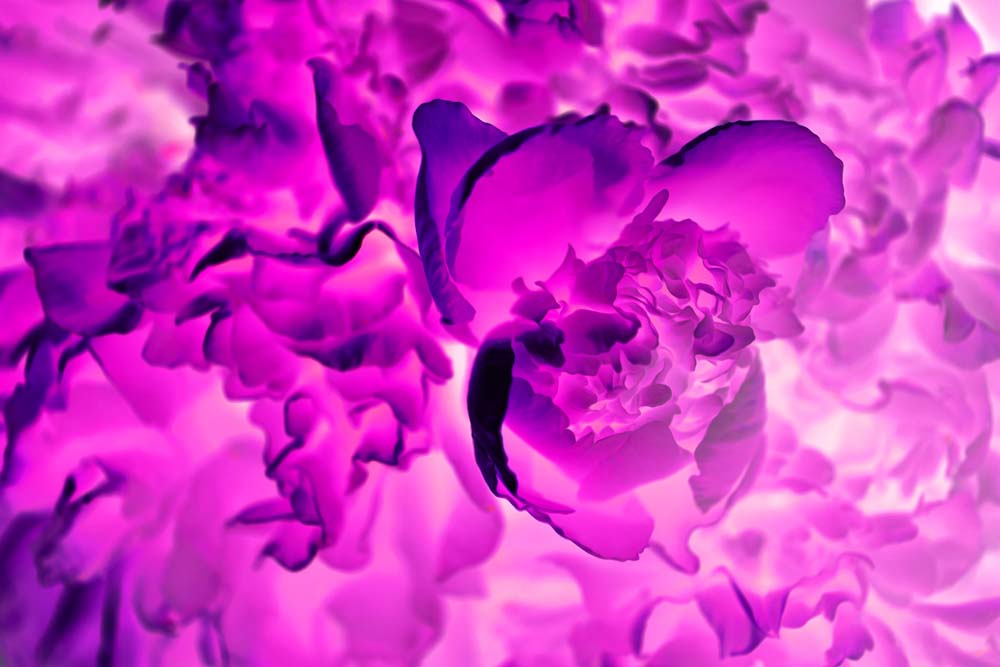 Floral Puzzle Wall Mural