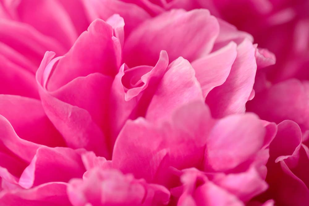 Peony Fragrance Wall Mural