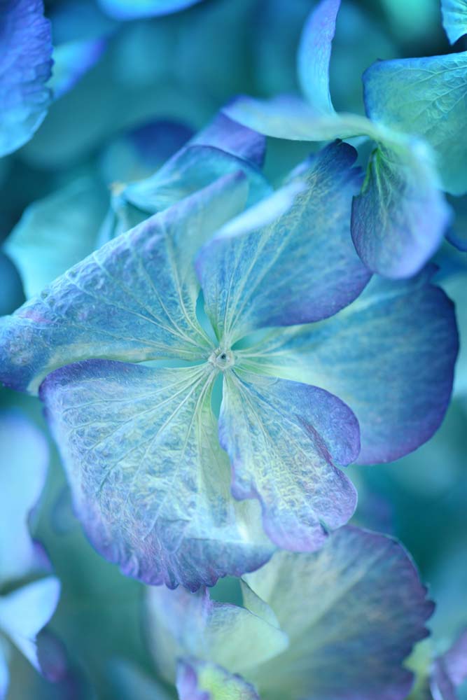 Blue Tone Wall Mural