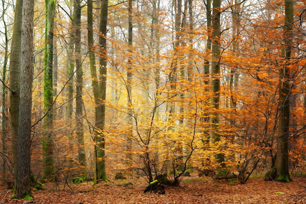 Golden Time Wall Mural