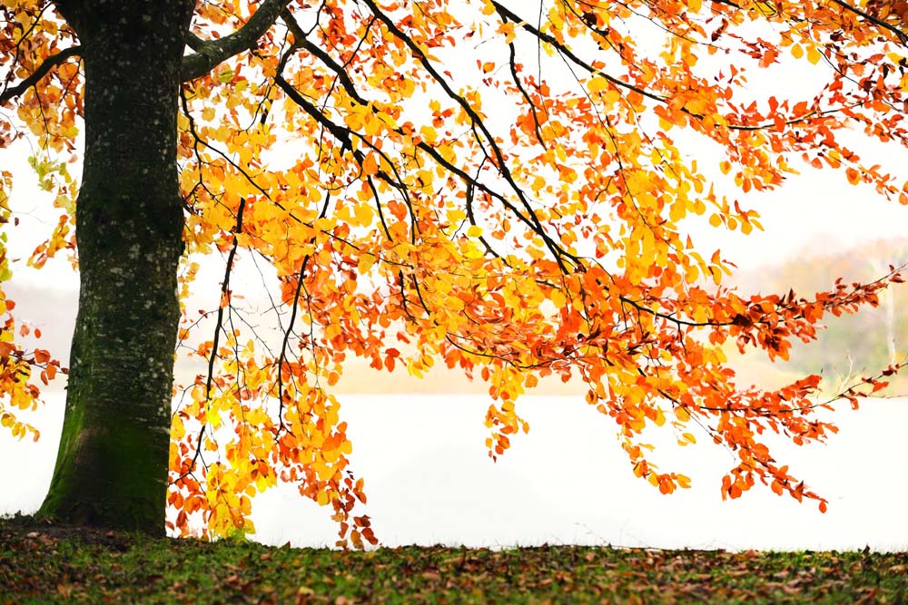 Golden Leaves Wall Mural